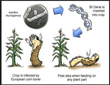 Figure 2. Diagram of how GMO pest resistance works